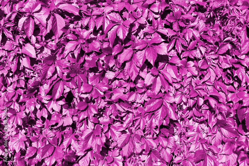 Pink grape leaves backdrop, abstract purple foliage texture background close up, fantasy creative pattern design, copy space, decorative red floral image, Parthenocissus or Virginia creeper plant
