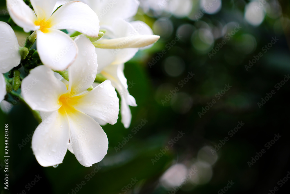 White flowers, blurred backgrounds and bokeh