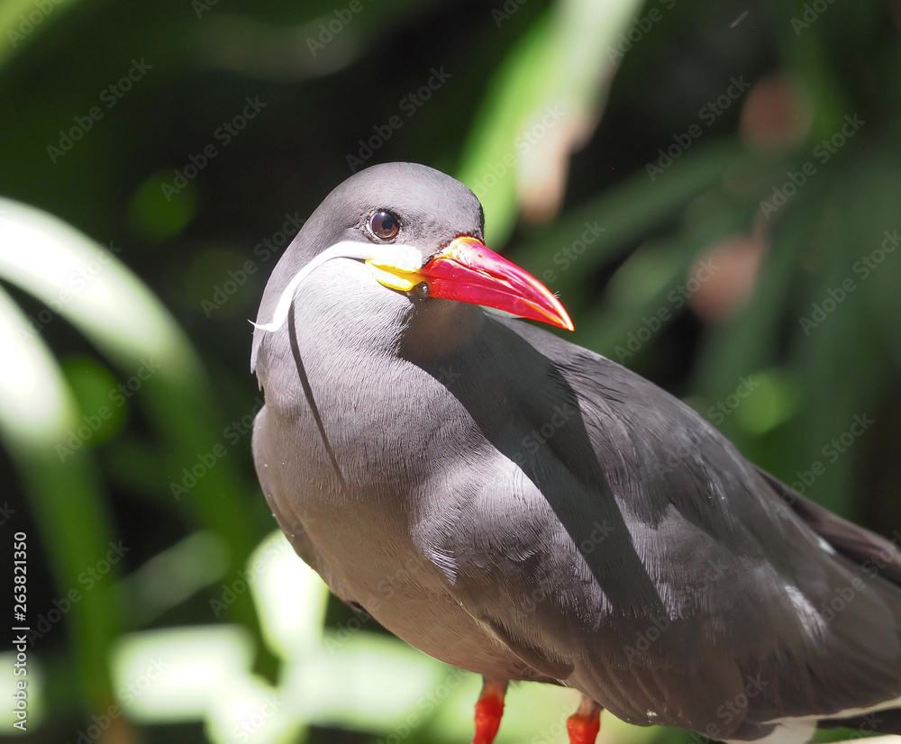 Gray Bird with bright Red Beak