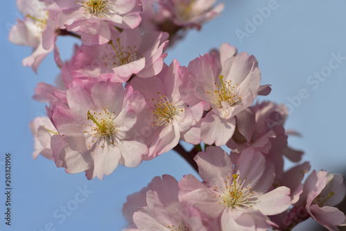 nahaufnahme von rosa kirschblüten im frühling