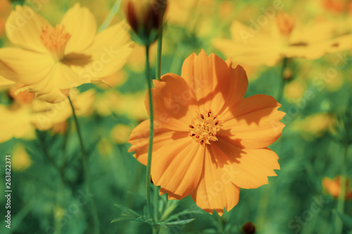 Cosmos with sunlight.