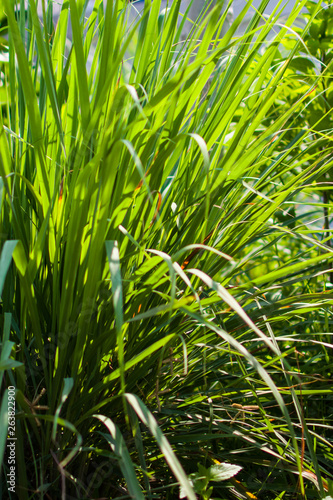 Lemongrass or Lapine or West Indian were planted on the ground. It is a shrub  its leaves are long and slender green