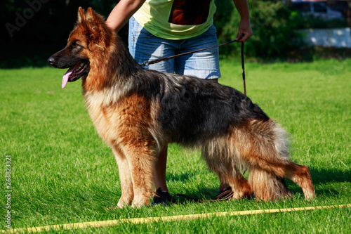 Dog breed German Shepherd © deviddo