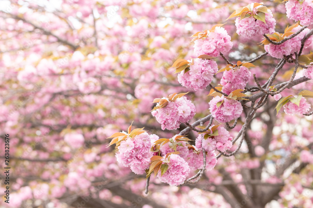 八重桜　千葉県習志野市