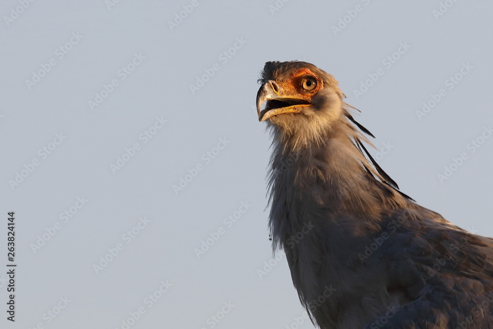 Sekretär / Secretarybird / Sagittarius serpentarius.