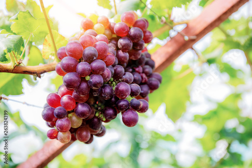 Red grapes on tree with sunlight.