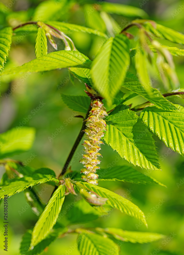 Europäische Hopfenbuche, Ostrya carpinifolia, mit Blüten Europäische Hopfenbuche, Ostrya carpinifolia, mit Blüten