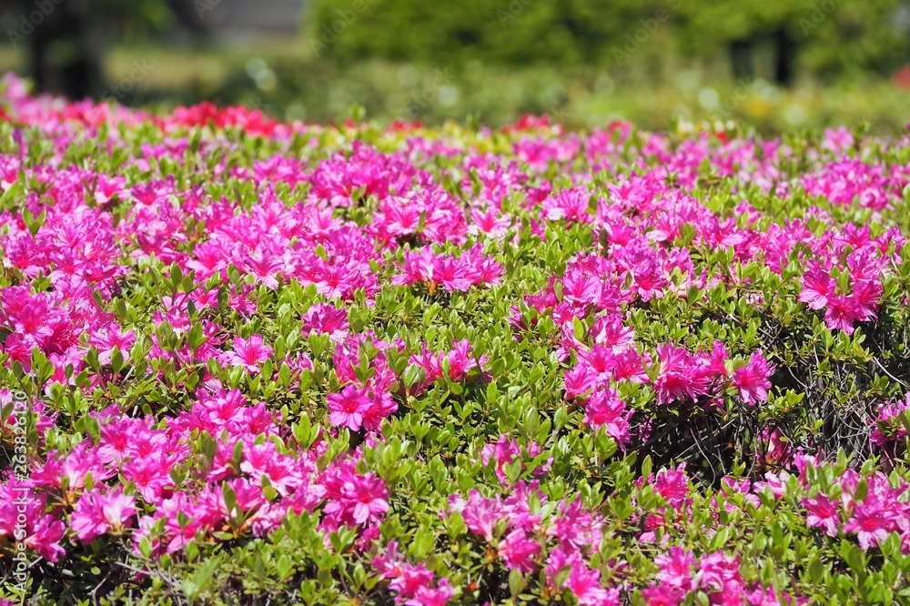 Rhododendron obtusum var. sakamotoi Tsutsuji
