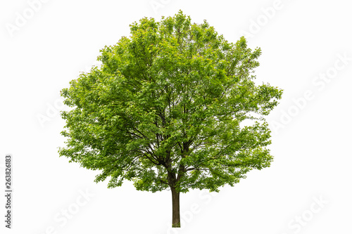 triangle maple tree