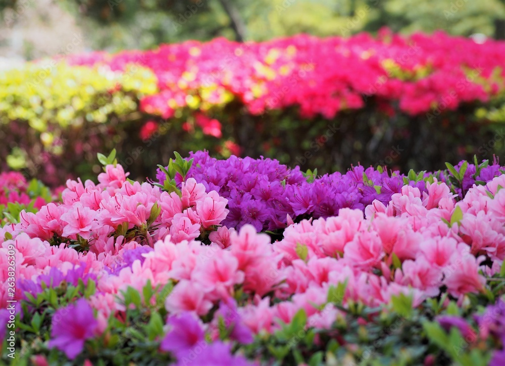 Rhododendron obtusum var. sakamotoi Tsutsuji