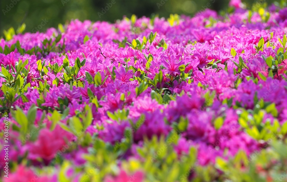 Rhododendron obtusum var. sakamotoi Tsutsuji Rhododendron obtusum var. sakamotoi Tsutsuji