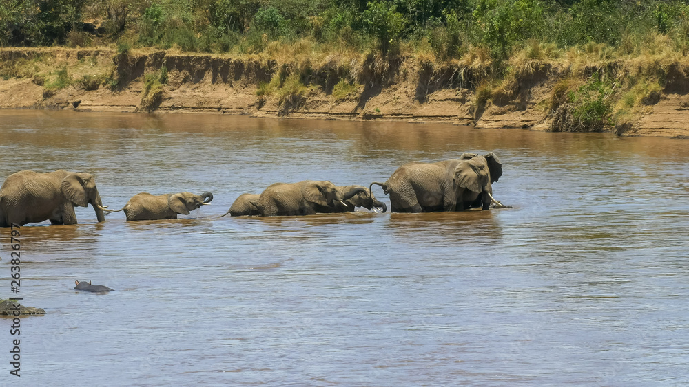 wide shot of an elephant herd crossing the mara river in kenya