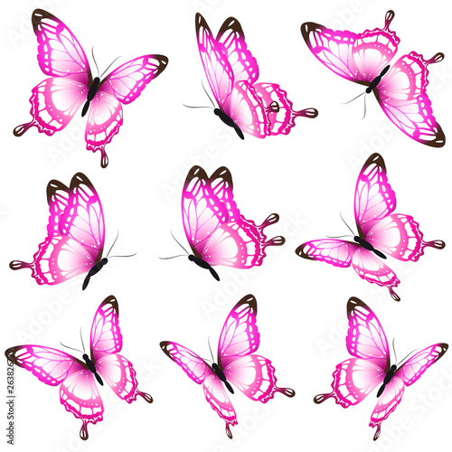 beautiful pink butterflies, isolated  on a white