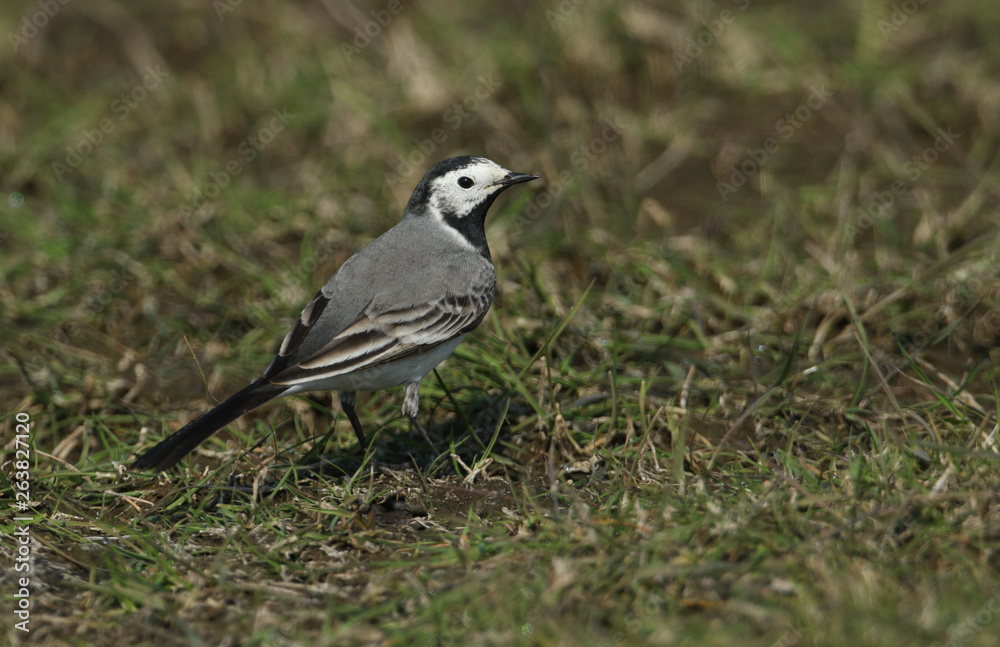 Obraz premium A Pied or White wagtail, Motacilla alba, hunting for insects to eat in a meadow in the UK.