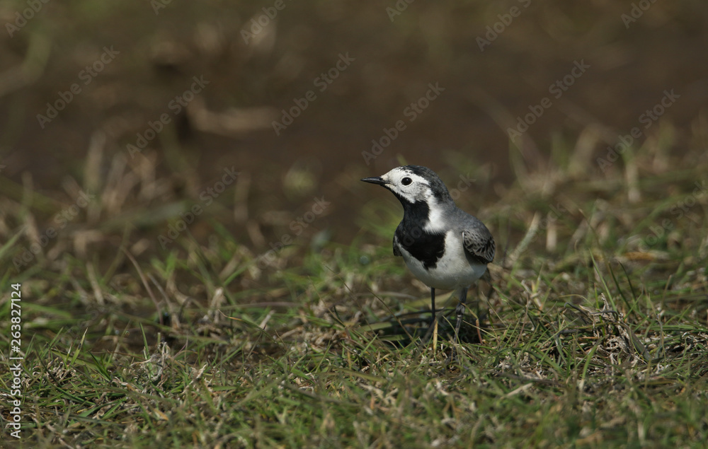 A Pied or White wagtail, Motacilla alba, hunting for insects to eat in a meadow in the UK. A Pied or White wagtail, Motacilla alba, hunting for insects to eat in a meadow in the UK.