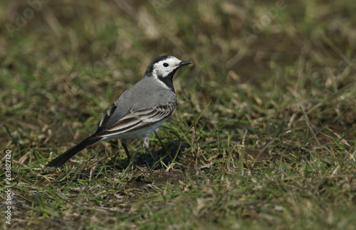 A Pied or White wagtail, Motacilla alba, hunting for insects to eat in a meadow in the UK.