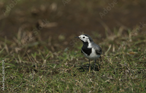 A Pied or White wagtail  Motacilla alba  hunting for insects to eat in a meadow in the UK.