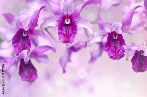 Nature background of purple orchid flowers in the garden during summer day with sunlight and blur bokeh background.