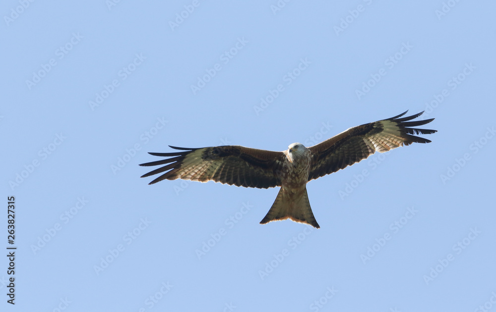 A magnificent Red Kite, Milvus milvus, flying in the blue sky.
