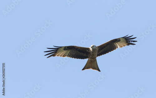 A magnificent Red Kite  Milvus milvus  flying in the blue sky.