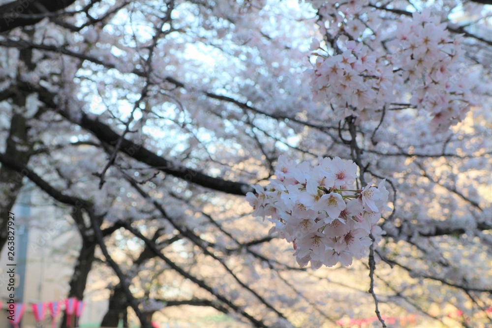 桜