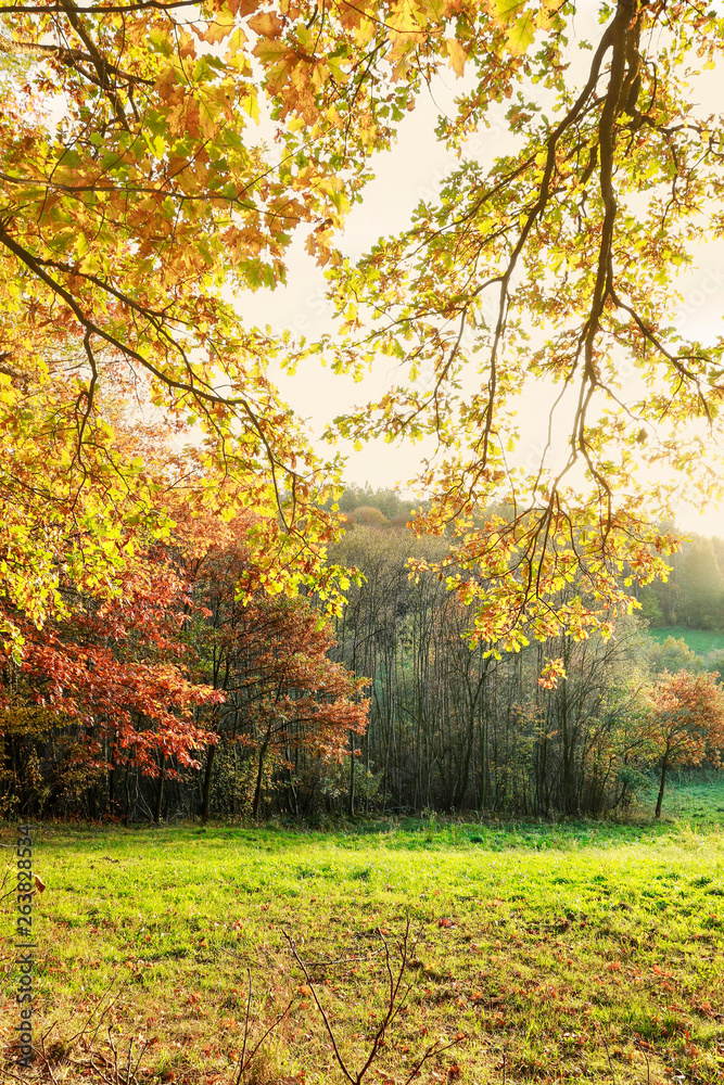 Fototapeta Gałęzie ze złotymi liśćmi jesienią