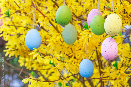 Colorful easter eggs hanging on the forsythia shrub in the garden.
