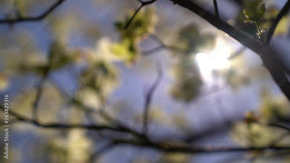 Slow Motion Rack Focus on Dogwood Tree in spring Slow Motion Rack Focus on Dogwood Tree in spring