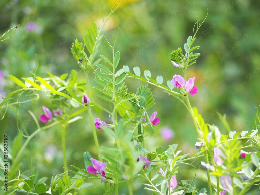 Narrow-leaved Vetch karasunoendo Narrow-leaved Vetch karasunoendo