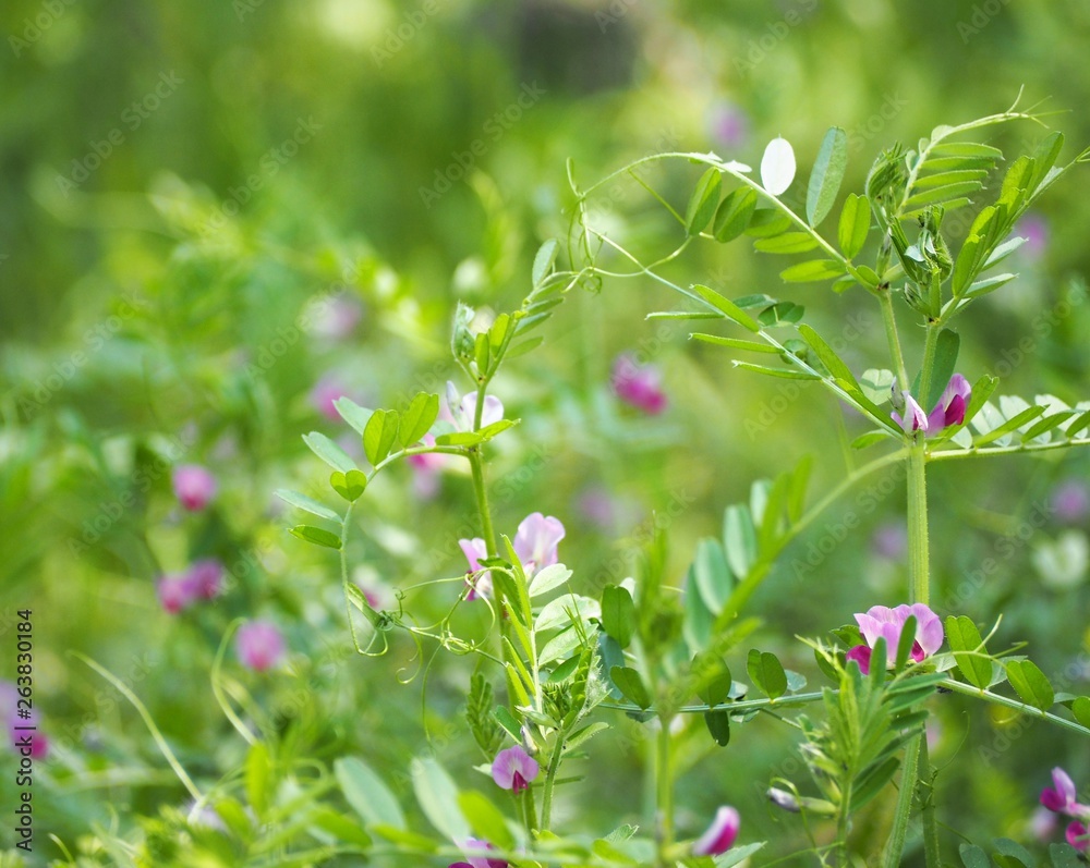 Narrow-leaved Vetch karasunoendo Narrow-leaved Vetch karasunoendo