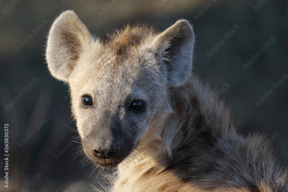 Tüpfelhyäne / Spotted Hyaena / Crocuta crocuta. Tüpfelhyäne / Spotted Hyaena / Crocuta crocuta.