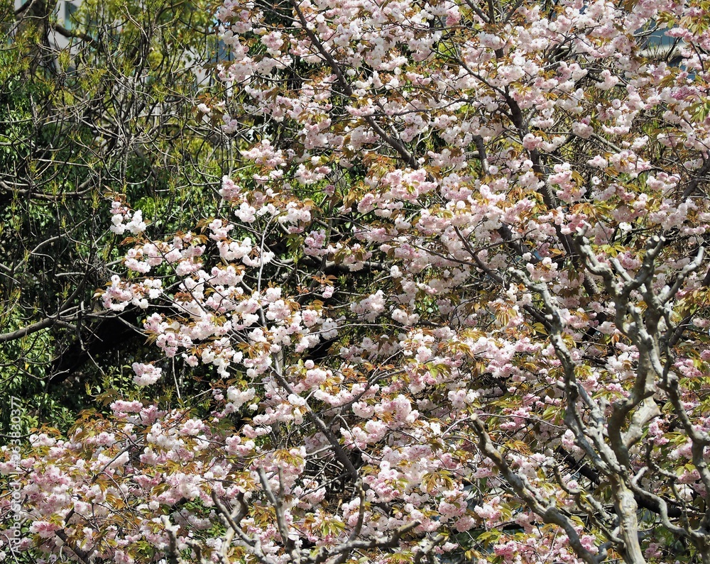 Alborosea Fugenzo SAKURA cherry blossom Alborosea Fugenzo SAKURA cherry blossom