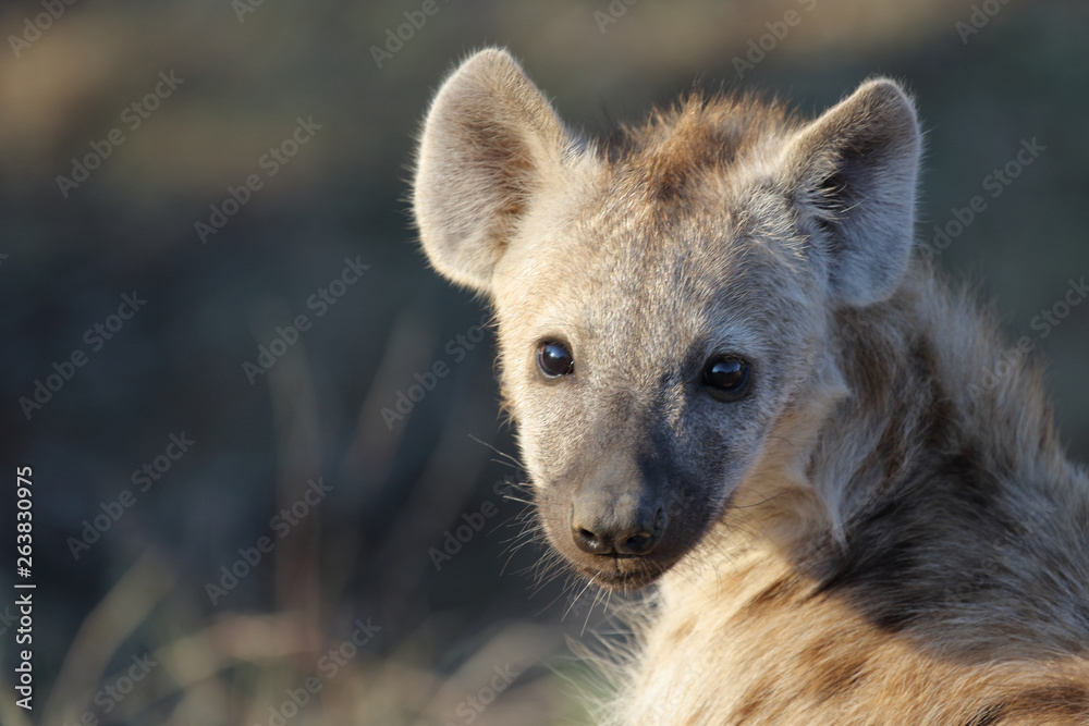 Tüpfelhyäne / Spotted Hyaena / Crocuta crocuta. Tüpfelhyäne / Spotted Hyaena / Crocuta crocuta.
