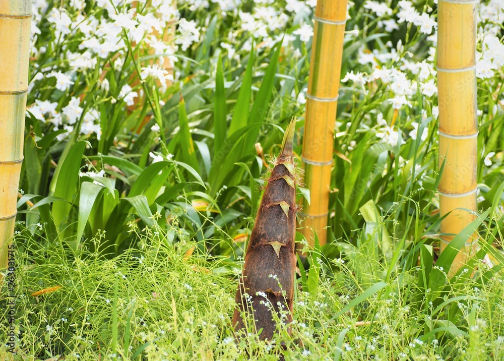 Fototapeta premium bamboo shoot
