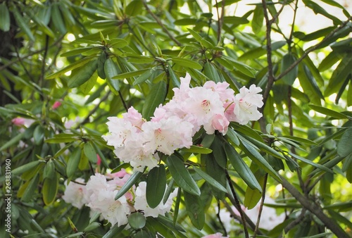 Azalea rhododendron shakunage photo