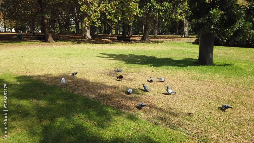 Group of dove birds on a grass field. Group of dove birds on a grass field.