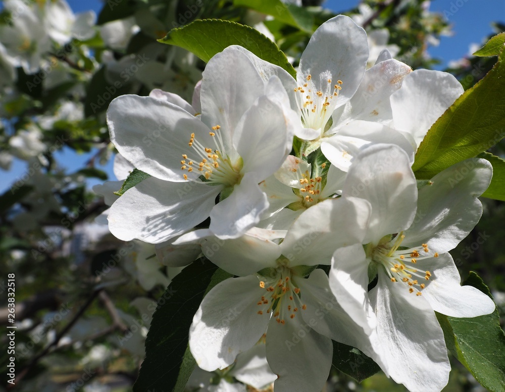 apple flower apple flower