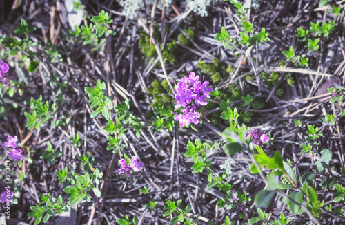 Flowering Breckland Wild Thyme Growing In The Forest Floor