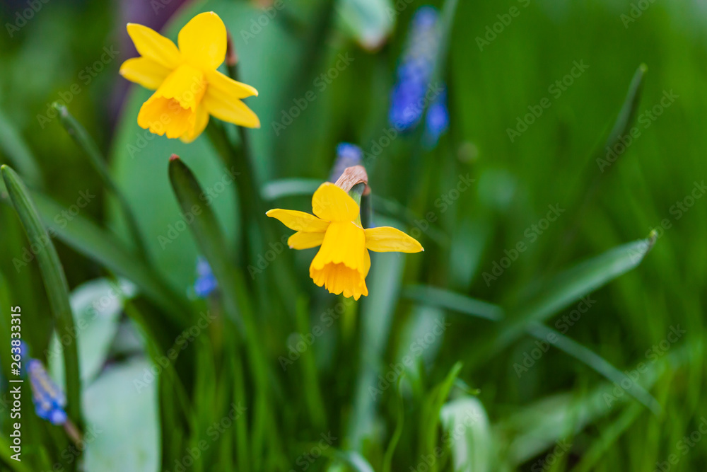 Fototapeta premium narcissus flwoers and muscari flowers
