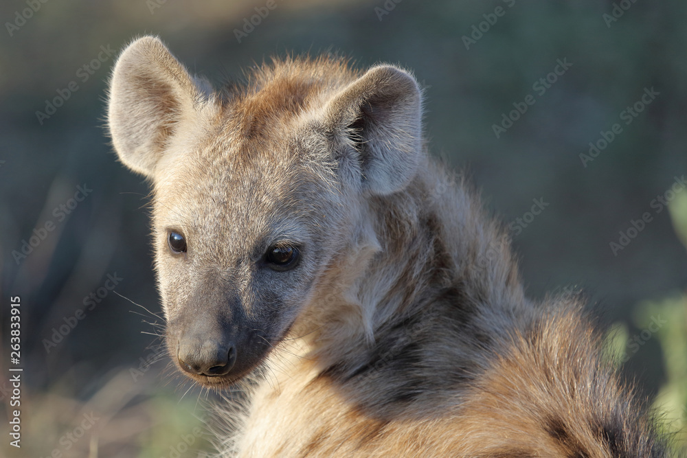 Tüpfelhyäne / Spotted Hyaena / Crocuta crocuta. Tüpfelhyäne / Spotted Hyaena / Crocuta crocuta.