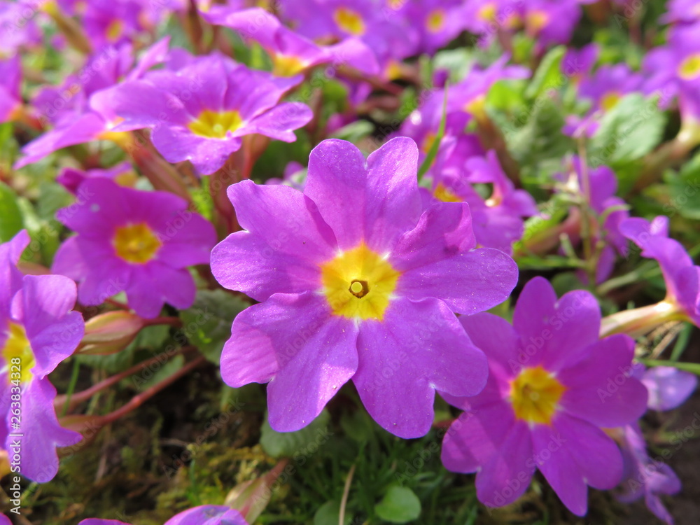 flowerbed with pink primroses