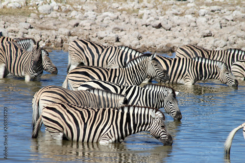 Zebras  Equus quagga  drinking at a waterhole - Etosha National Park - Namibia