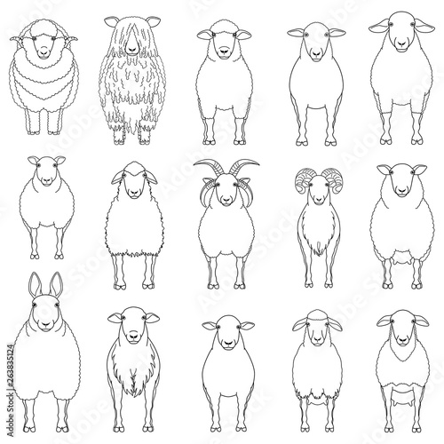 sheep line art set photo