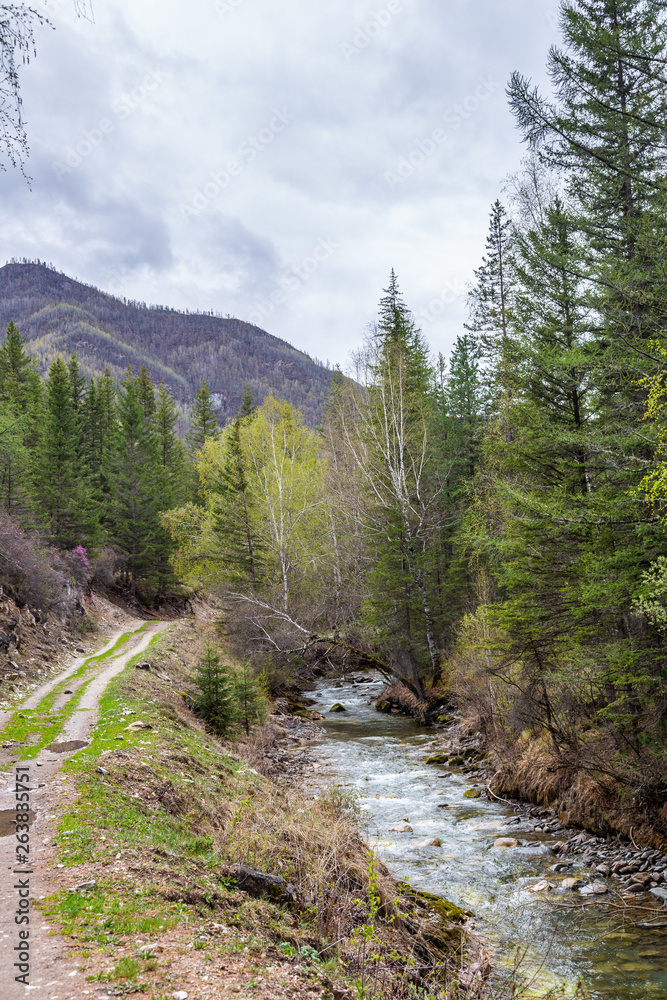 Small but stormy mountain river Small Yaloman and the road through the forest in Altai, Russia Small but stormy mountain river Small Yaloman and the road through the forest in Altai, Russia