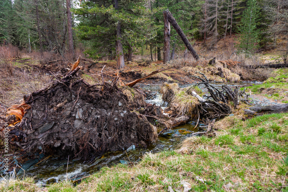 A small but stormy mountain river Small Yaloman pulled out a tree with roots in Altai, Russia A small but stormy mountain river Small Yaloman pulled out a tree with roots in Altai, Russia