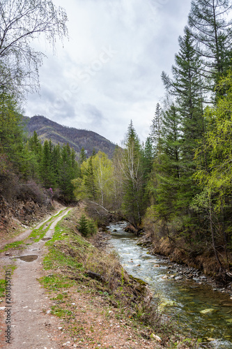 Small but stormy mountain river Small Yaloman and the road through the forest in Altai, Russia