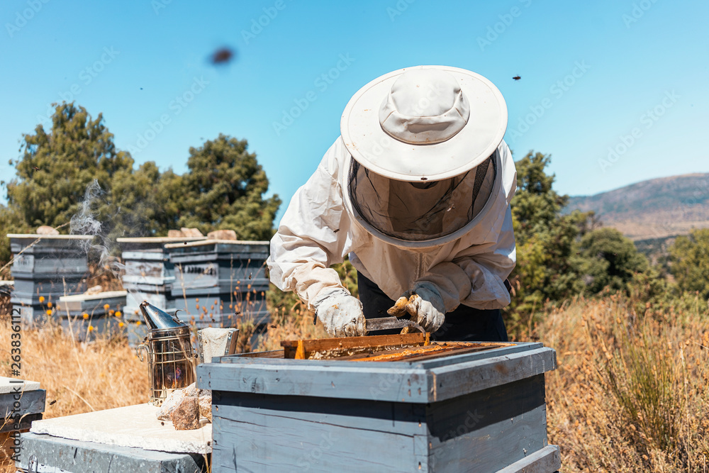 Beekeeper working collect honey Beekeeper working collect honey