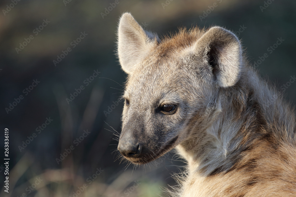 Tüpfelhyäne / Spotted Hyaena / Crocuta crocuta. Tüpfelhyäne / Spotted Hyaena / Crocuta crocuta.