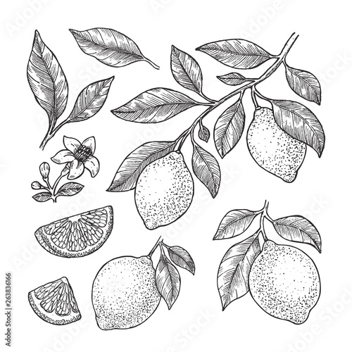 Lemon botanical illustration. Engraved style. Vector illustration