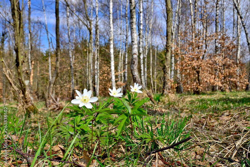 The first spring flowers, white flowers of wood anemone or windflower (Anemone nemorosa) The first spring flowers, white flowers of wood anemone or windflower (Anemone nemorosa)